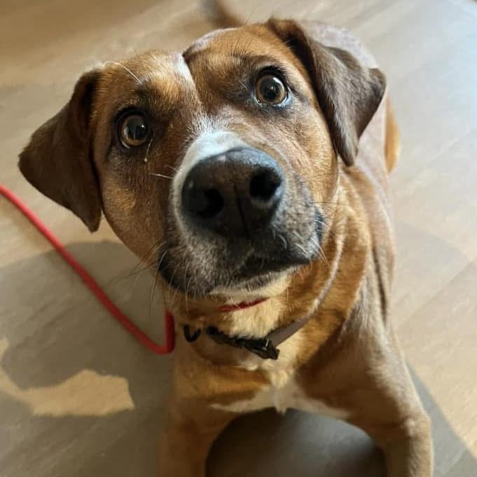 Felice, a ADOPTABLE mixed breed in Windsor, ON image 2/6