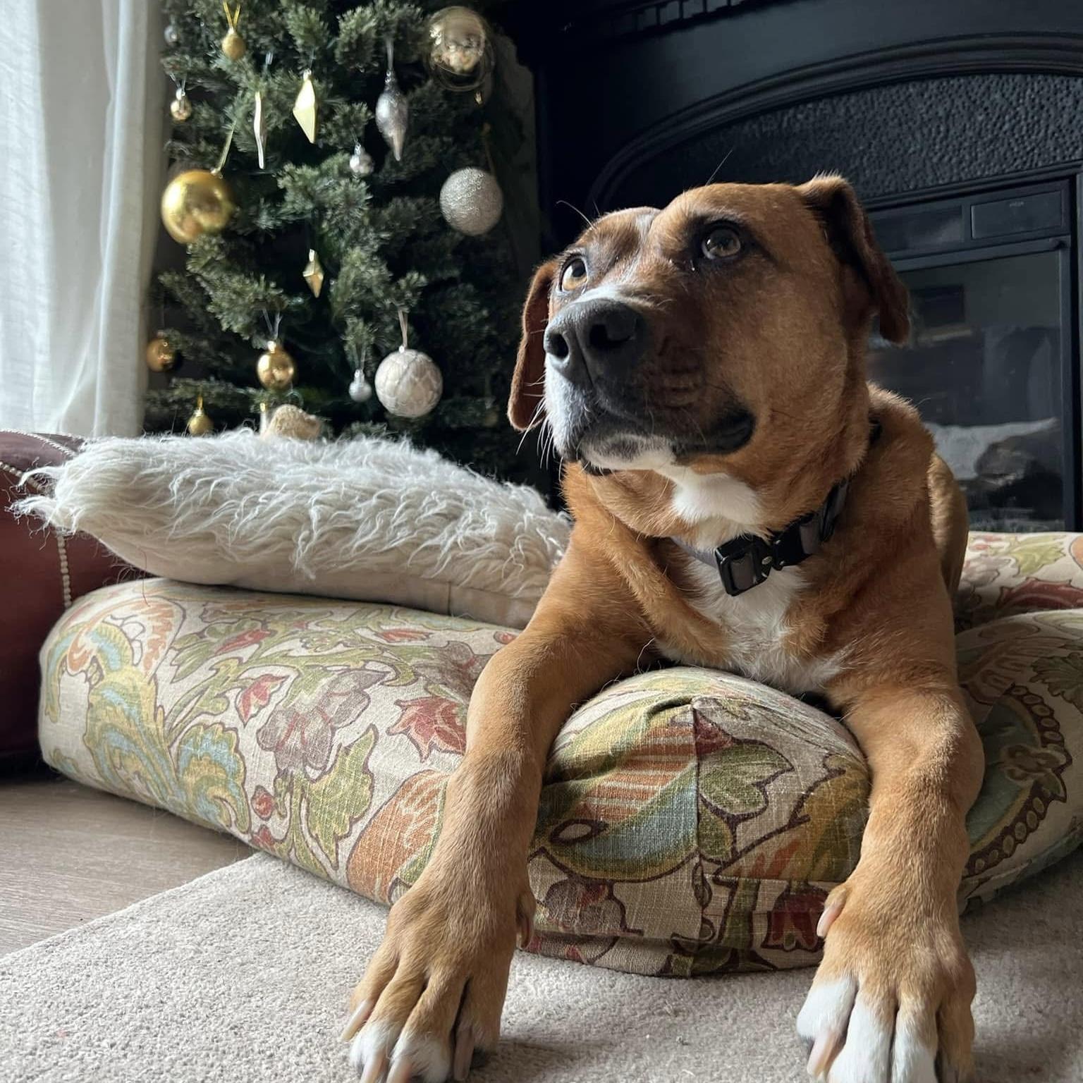 Felice, a ADOPTABLE mixed breed in Windsor, ON image 3/6