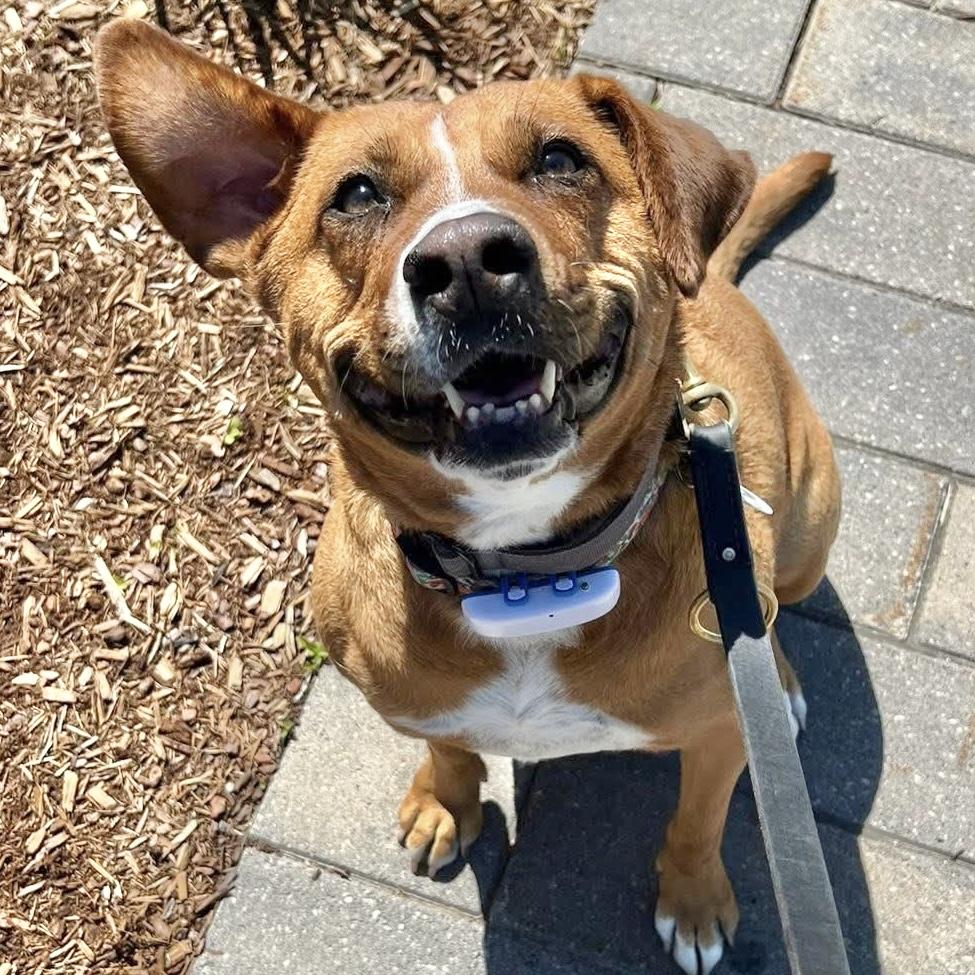 Felice, a ADOPTABLE mixed breed in Windsor, ON image 4/6