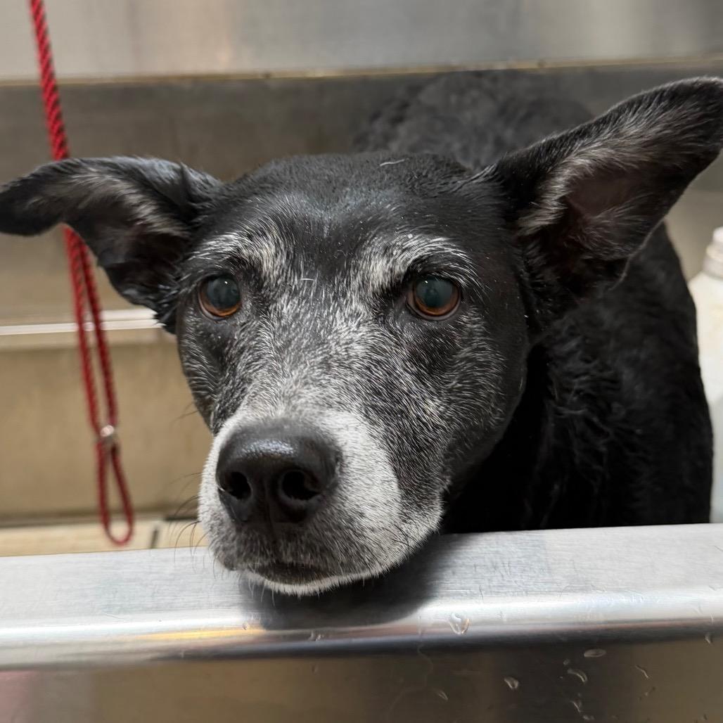 Bebe, Adoptable, Senior Female Labrador Retriever.