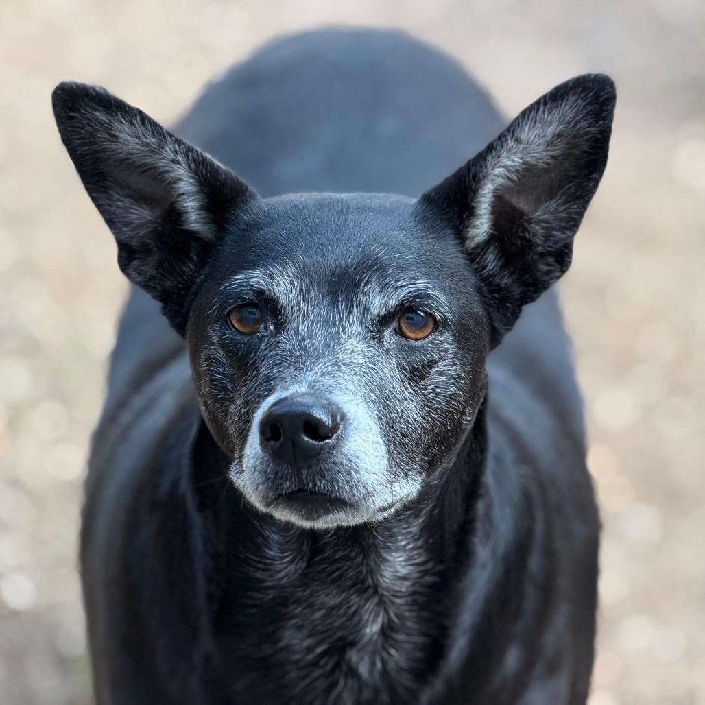 Enlarge Bebe, a Adoptable Labrador Retriever in Wiggins, MS image 2/3