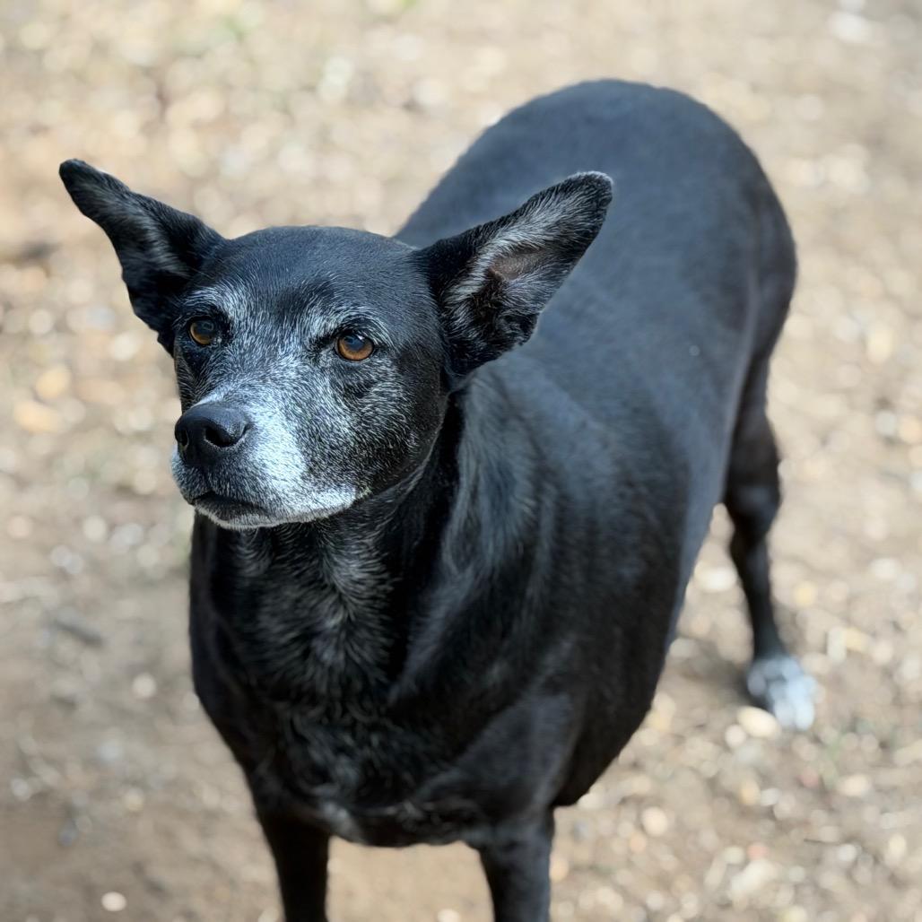 Bebe, Adoptable, Senior Female Labrador Retriever.