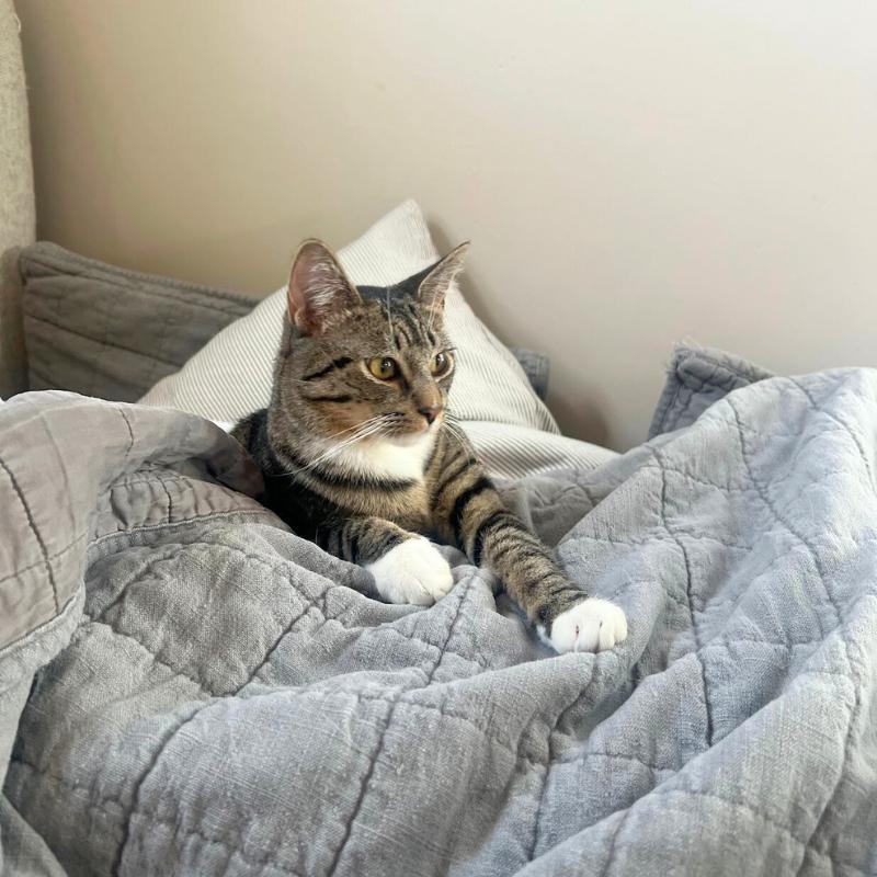 Enlarge Bitsy, a ADOPTABLE Domestic Short Hair in Port Chester, NY image 2/5