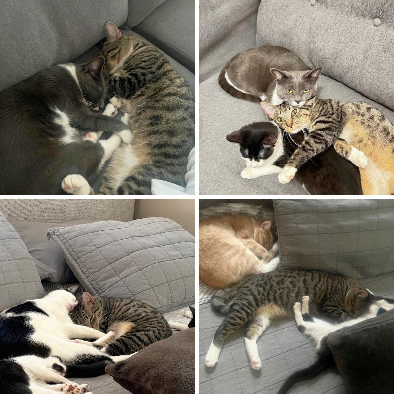 Enlarge Bitsy, a ADOPTABLE Domestic Short Hair in Port Chester, NY image 5/5