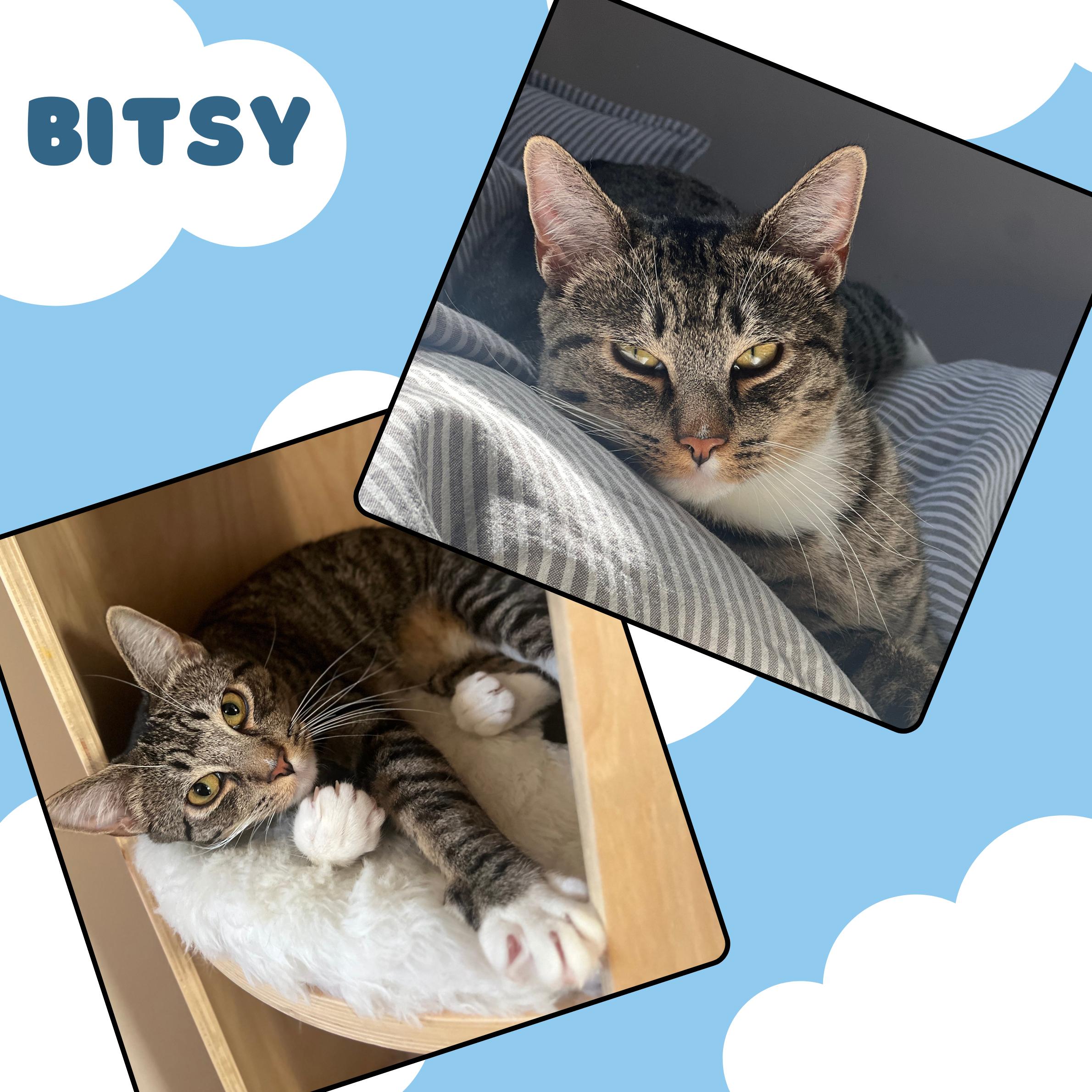 Bitsy, ADOPTABLE, Kitten Male Domestic Short Hair.