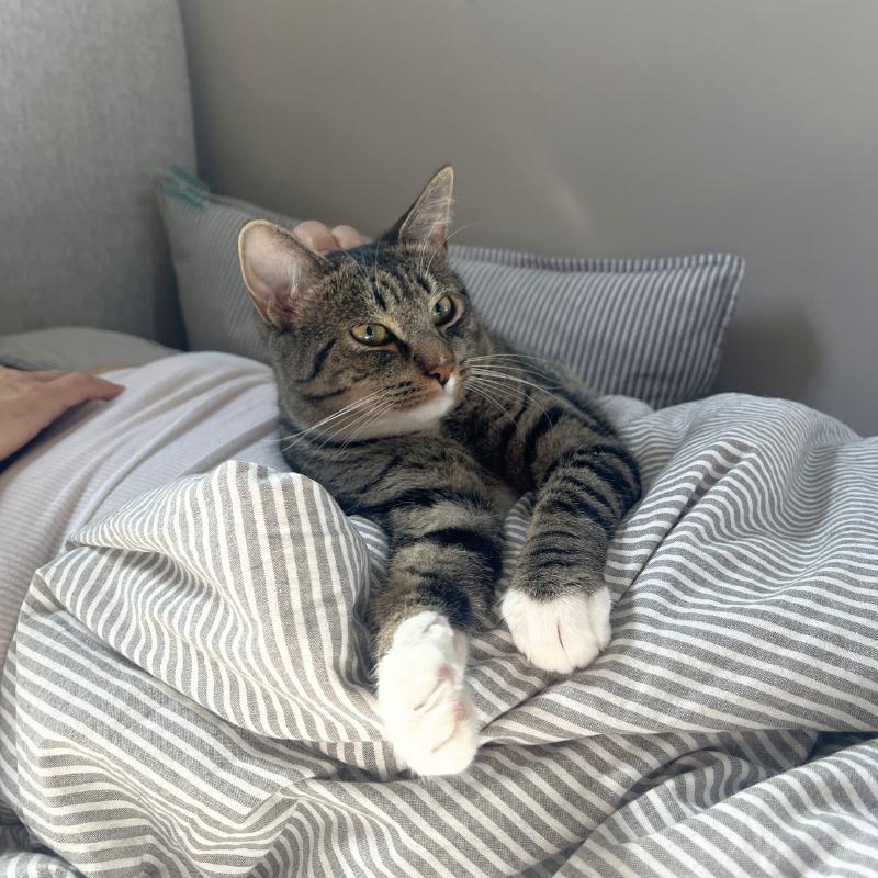 Enlarge Bitsy, a ADOPTABLE Domestic Short Hair in Port Chester, NY image 4/5