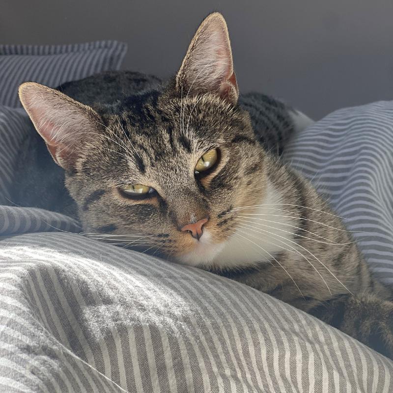 Enlarge Bitsy, a ADOPTABLE Domestic Short Hair in Port Chester, NY image 3/5