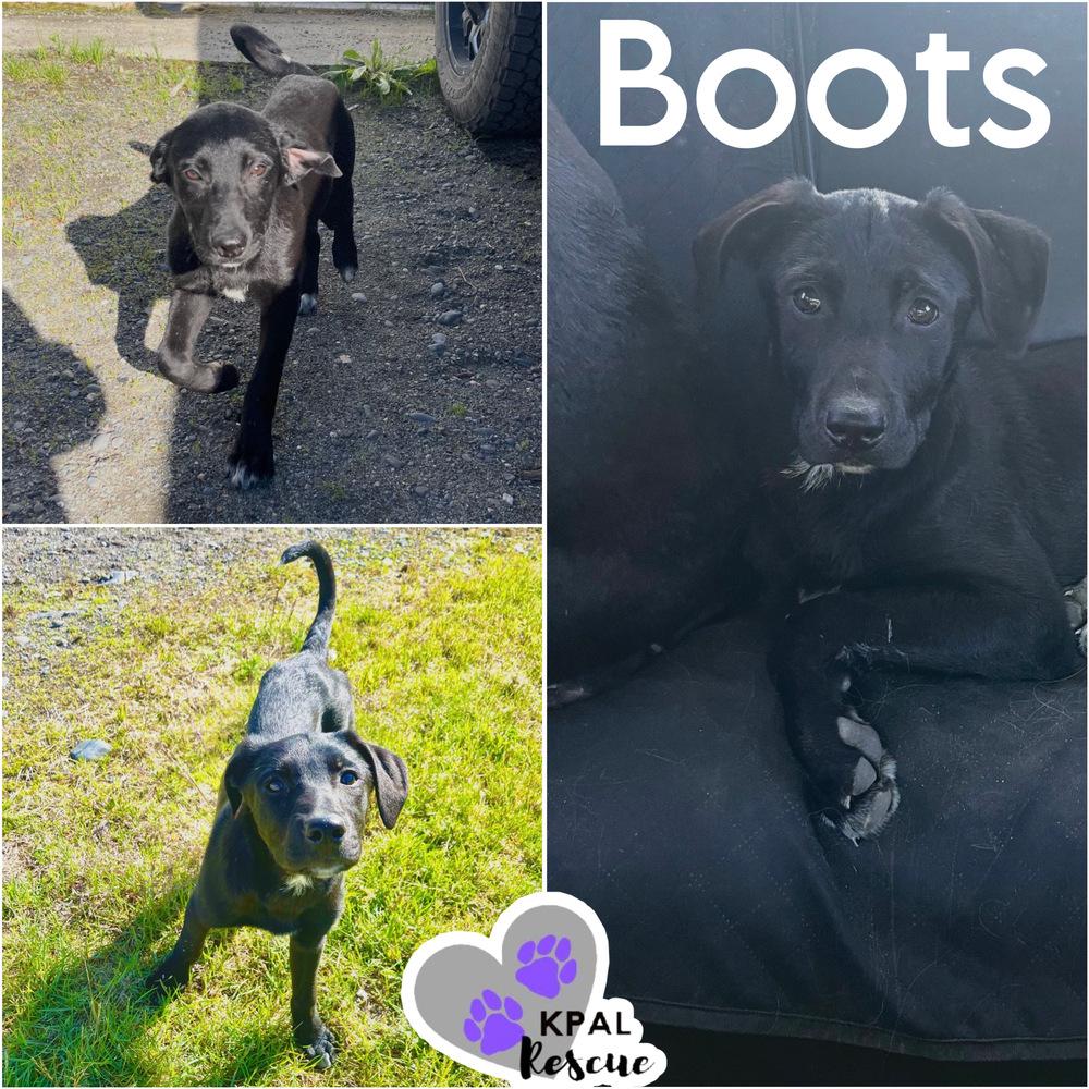 Enlarge Boots - Yeehaw Litter, a Adoptable mixed breed in Kenai, AK image 1/1