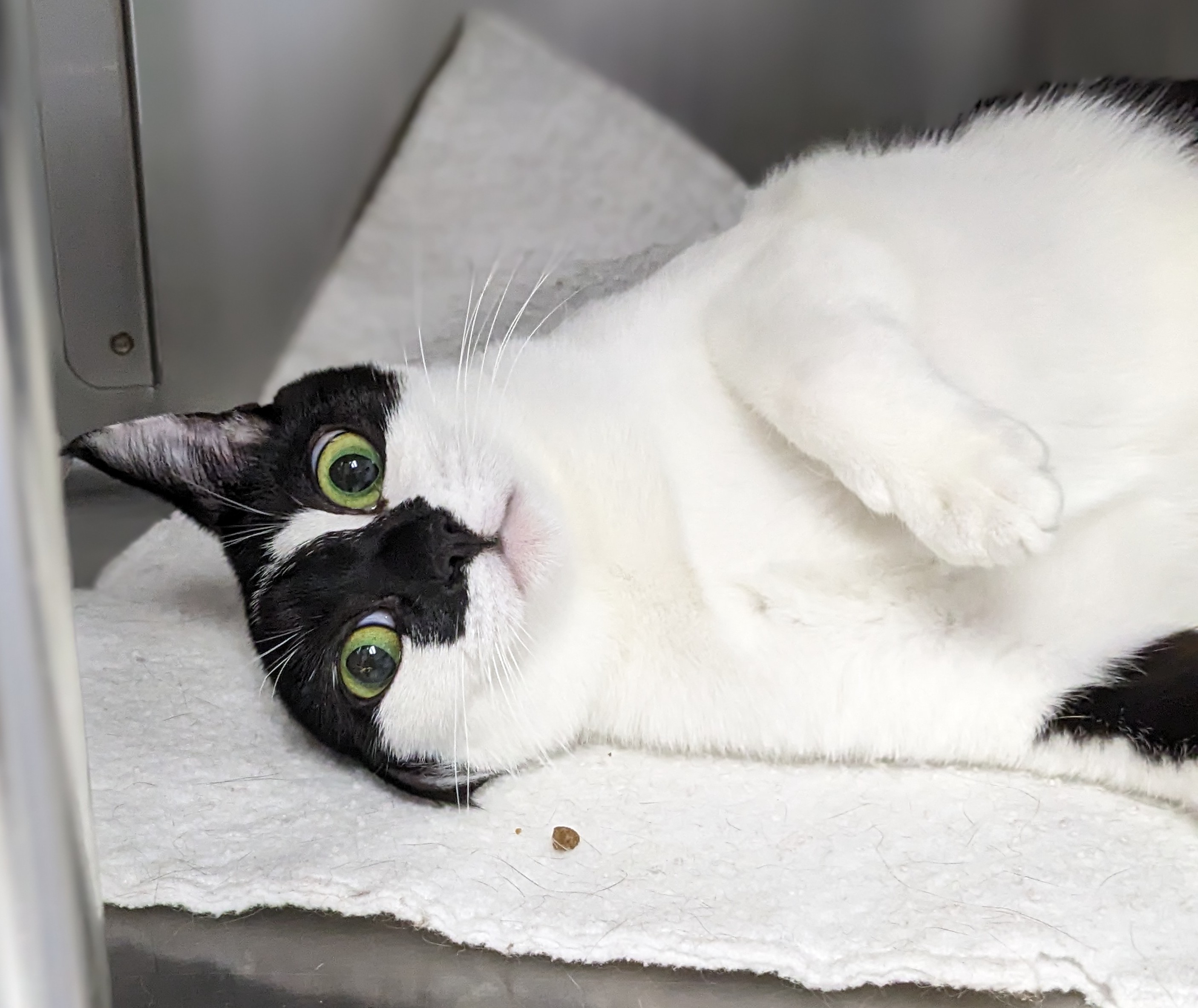 Linda, a Adopted Domestic Short Hair in Medford, OR image 1/3