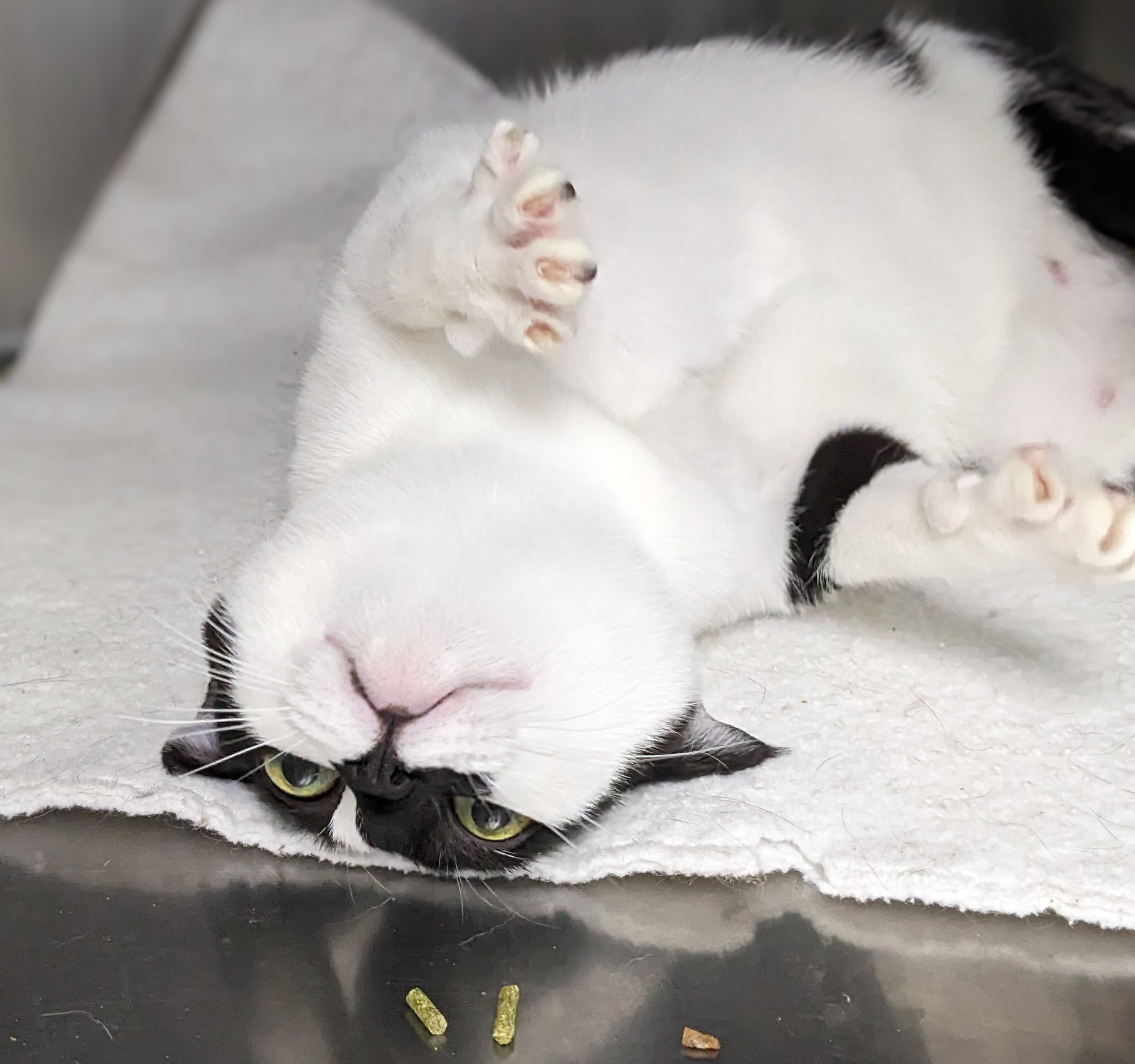 Linda, a Adopted Domestic Short Hair in Medford, OR image 2/3