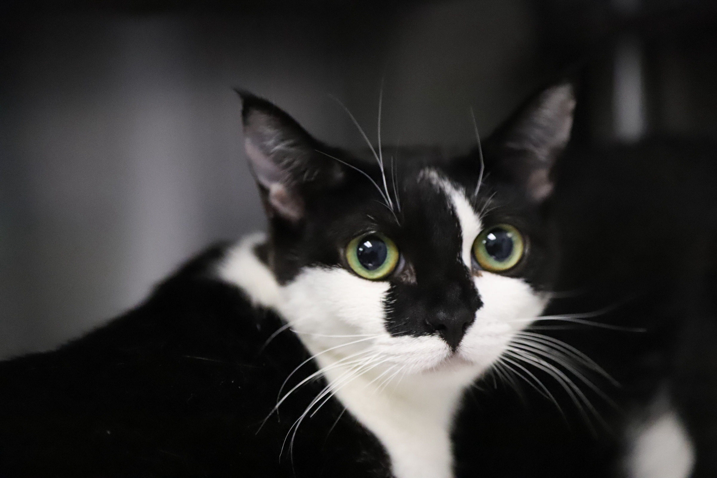 Linda, a Adopted Domestic Short Hair in Medford, OR image 3/3