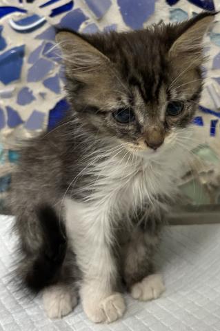 JINGLE, Adoptable, Kitten Male Domestic Long Hair.