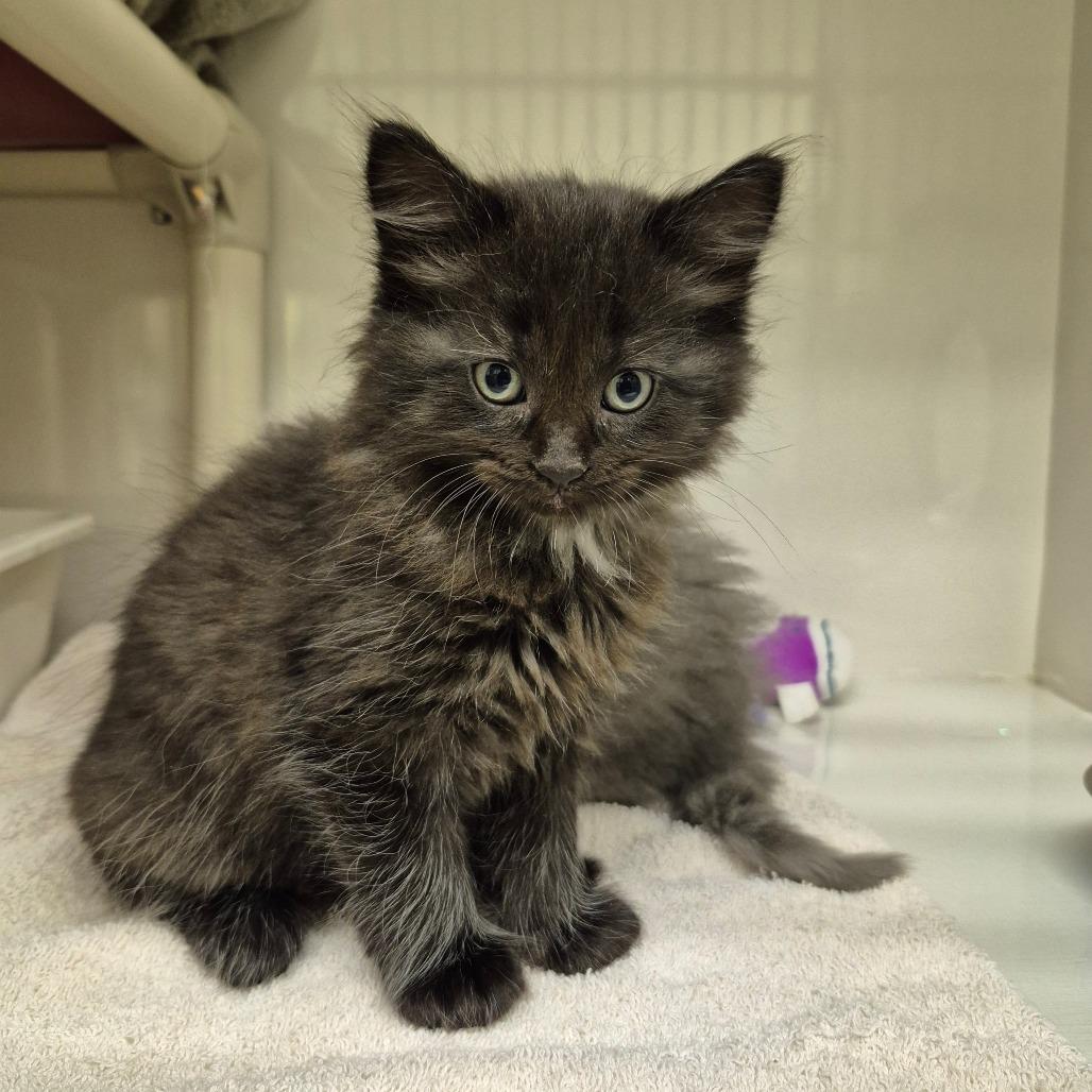 Basalt, Adoptable, Kitten Male Domestic Medium Hair.