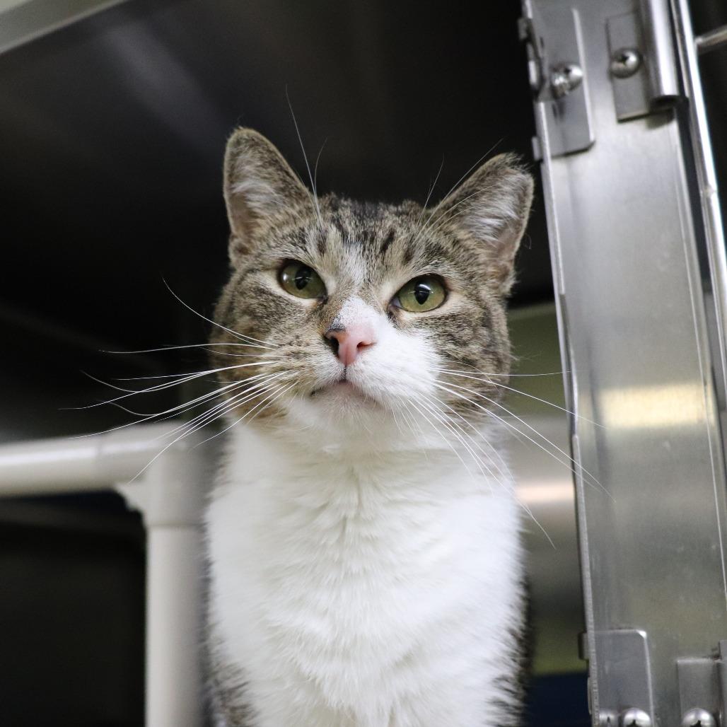 Philomena, a Adoptable Domestic Short Hair in Springfield, IL image 1/4