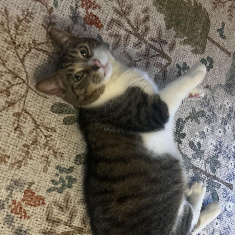 Philomena, a Adoptable Domestic Short Hair in Springfield, IL image 2/4