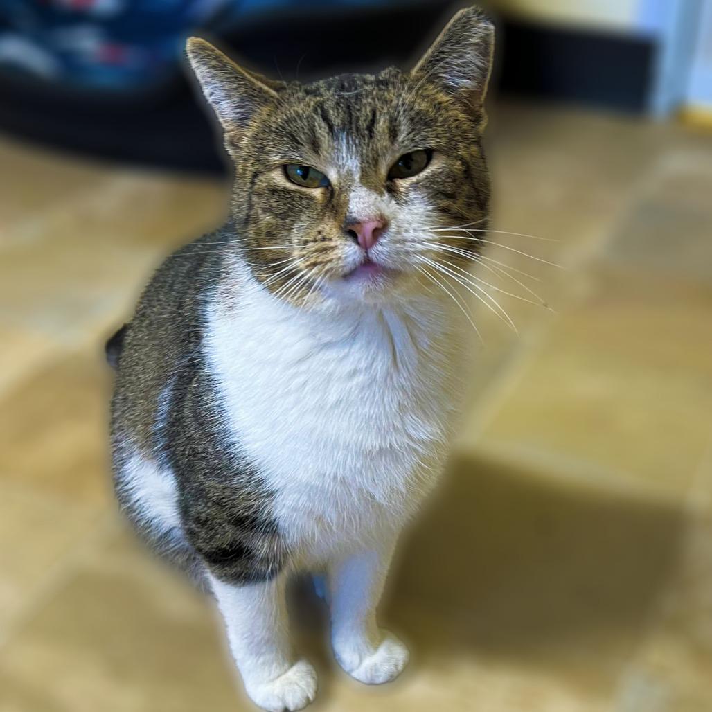 Philomena, a Adoptable Domestic Short Hair in Springfield, IL image 3/4