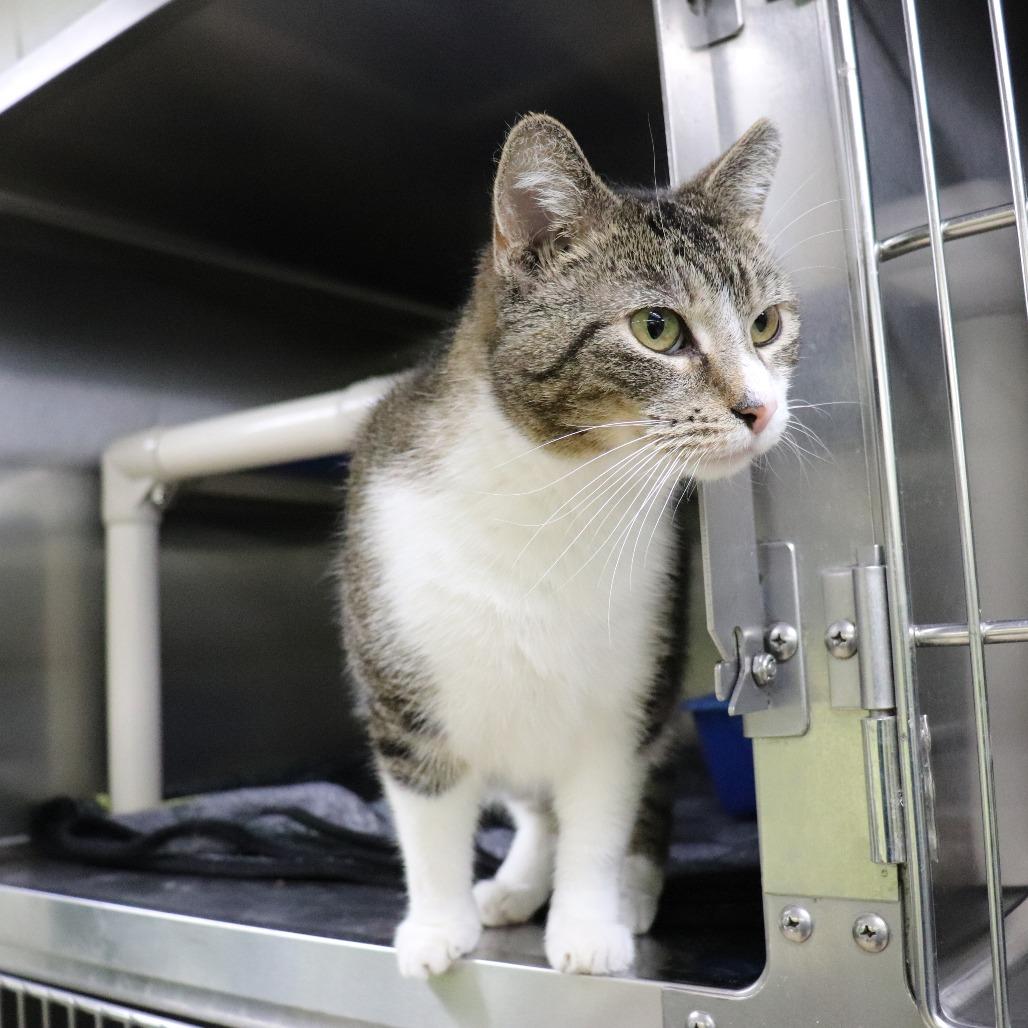 Philomena, a Adoptable Domestic Short Hair in Springfield, IL image 4/4