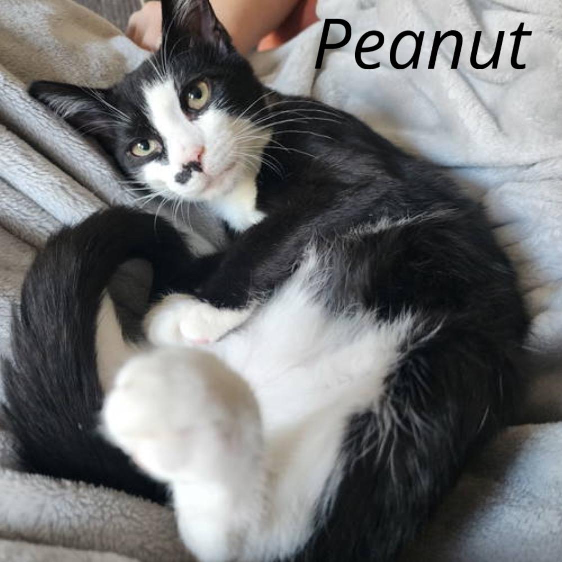 Pecan w/Peanut, Willow Grove (FCID 8/26/25-157)KDC