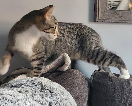 Pecan w/Peanut, Willow Grove (FCID 8/26/25-157)KDC