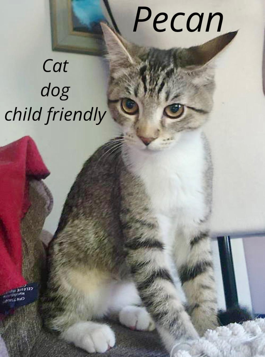 Pecan w/Peanut, Willow Grove (FCID 8/26/25-157)KDC