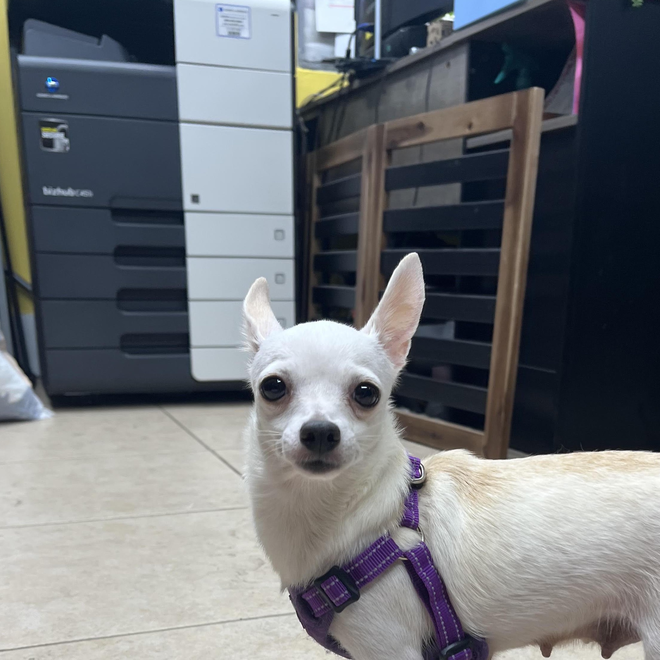 Polly, adopted, Puppy Female Chihuahua.