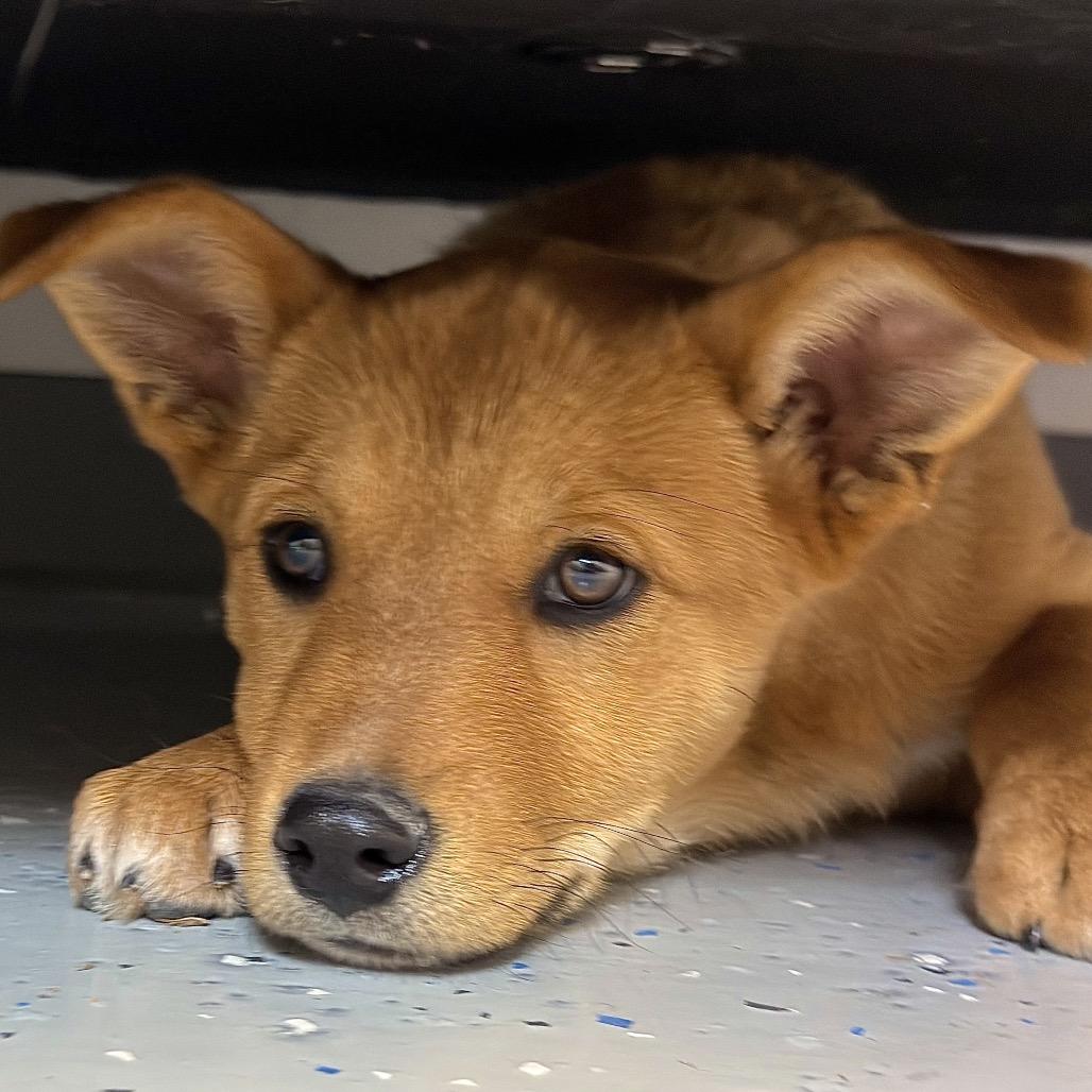 Enlarge River, a Adoptable Mixed Breed in Park City, UT image 1/4