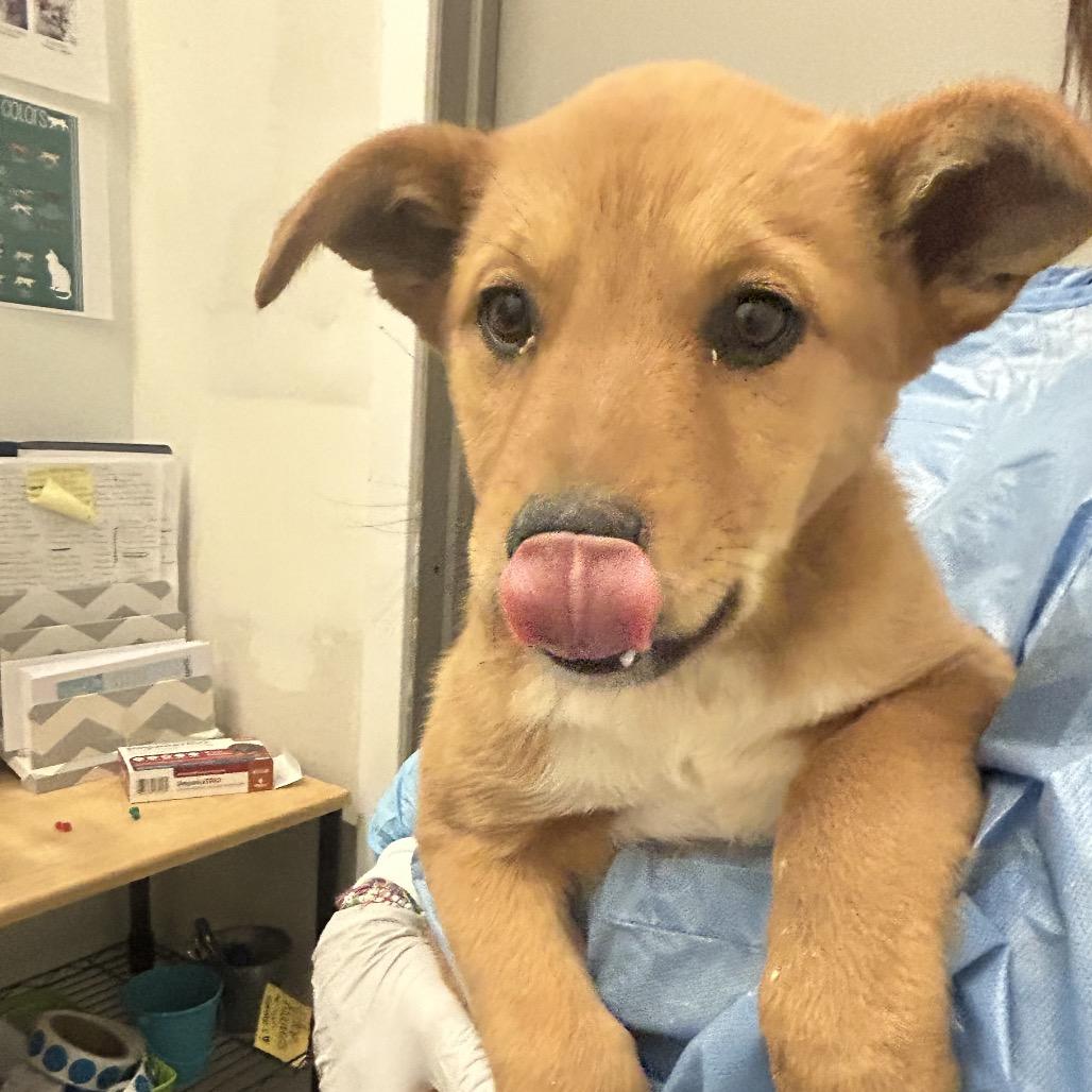 Enlarge River, a Adoptable Mixed Breed in Park City, UT image 4/4