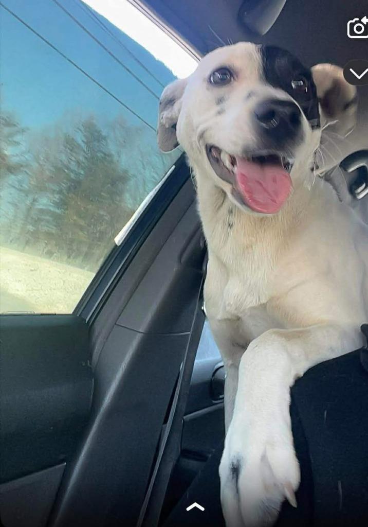 Stella, Adoptable, Young Female Pit Bull Terrier & Terrier.