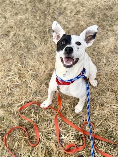 Stella, a Adoptable mixed breed in Gloversville, NY image 1/6