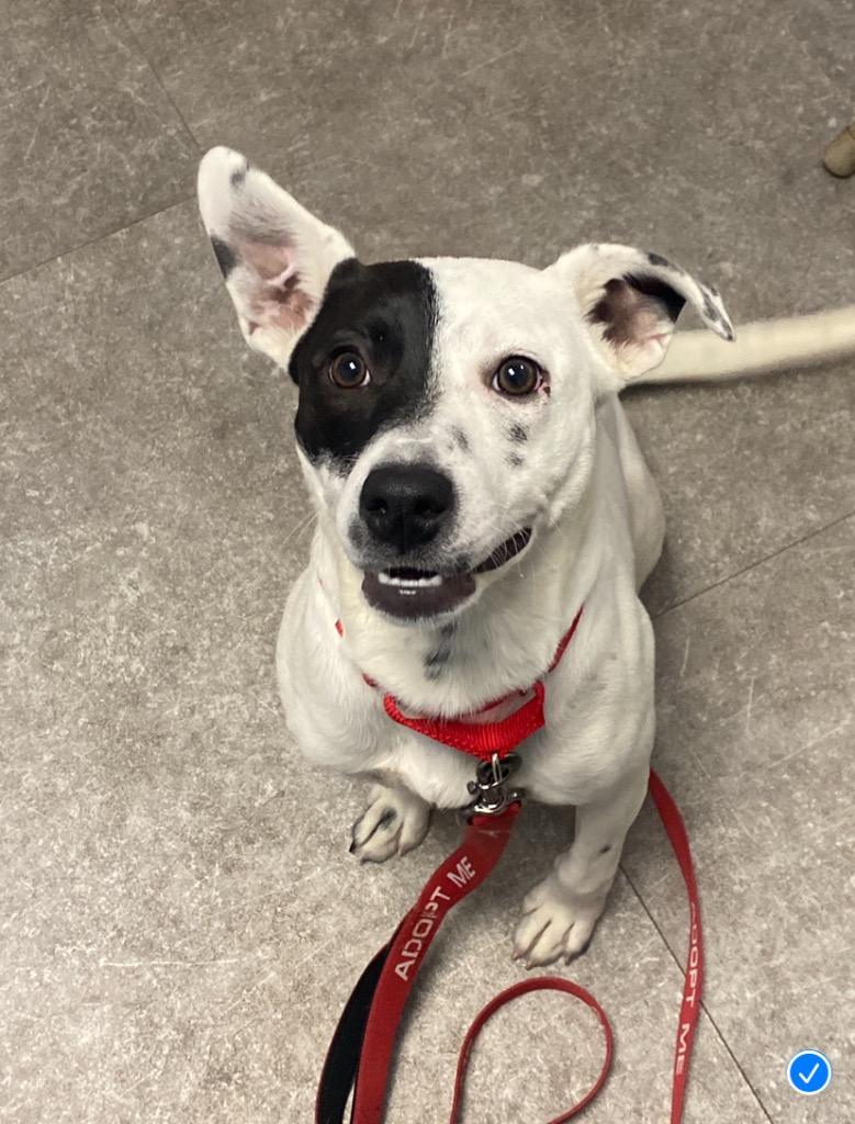 Stella, Adoptable, Young Female Pit Bull Terrier & Terrier.