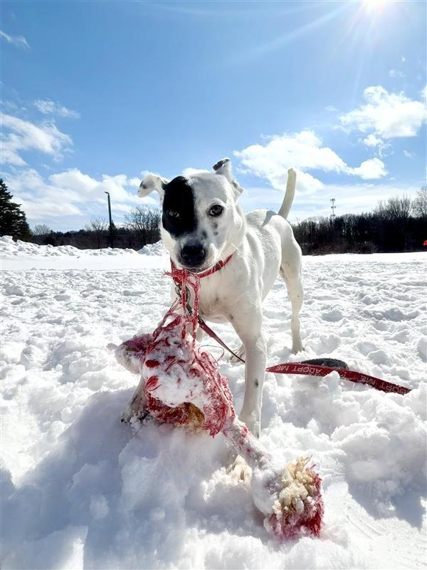 Enlarge Stella, a Adoptable mixed breed in Gloversville, NY image 2/6