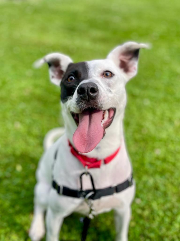Stella, a Adoptable mixed breed in Gloversville, NY image 2/6