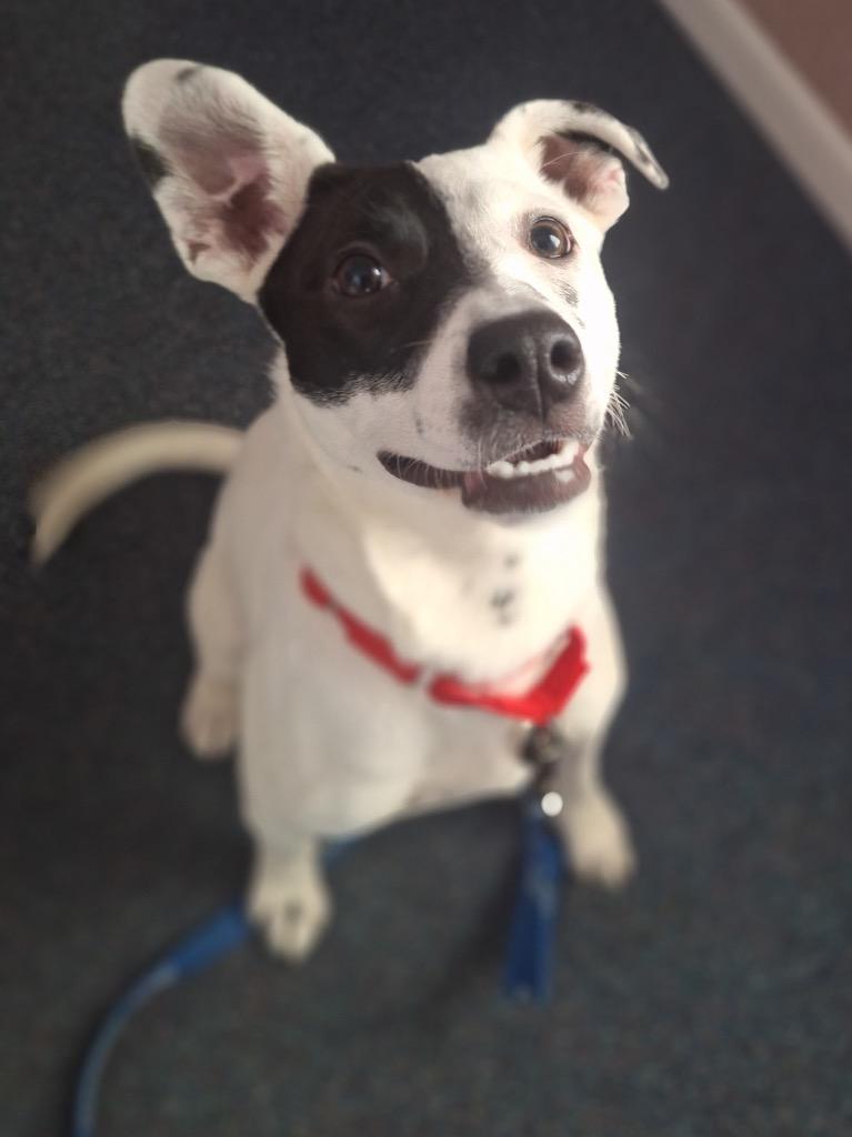 Enlarge Stella, a Adoptable mixed breed in Gloversville, NY image 3/6