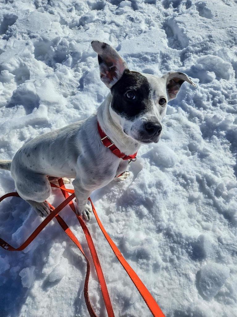 Enlarge Stella, a Adoptable mixed breed in Gloversville, NY image 4/6