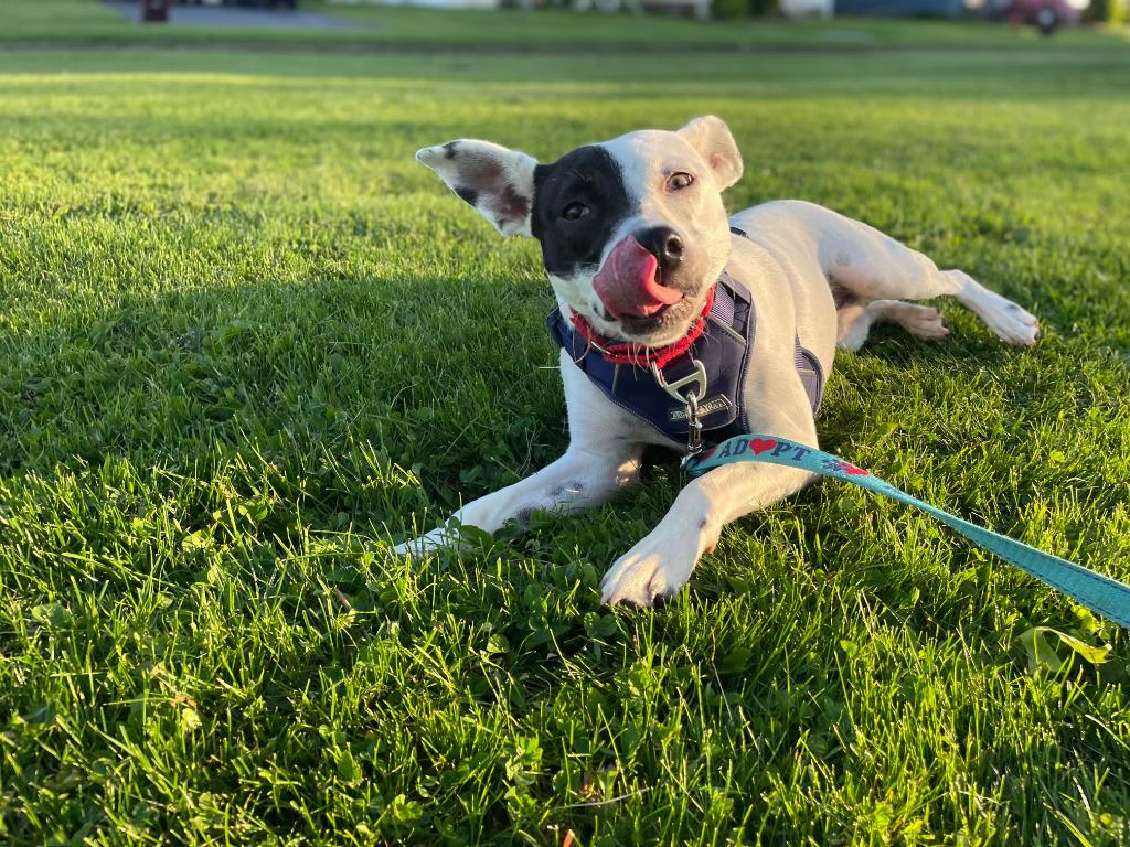 Stella, a Adoptable mixed breed in Gloversville, NY image 3/6