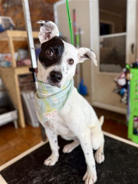 Enlarge Stella, a Adoptable mixed breed in Gloversville, NY image 4/6