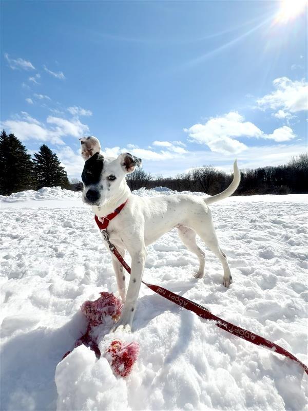 Enlarge Stella, a Adoptable mixed breed in Gloversville, NY image 5/6