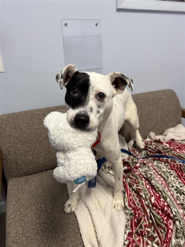 Stella, a Adoptable mixed breed in Gloversville, NY image 3/3