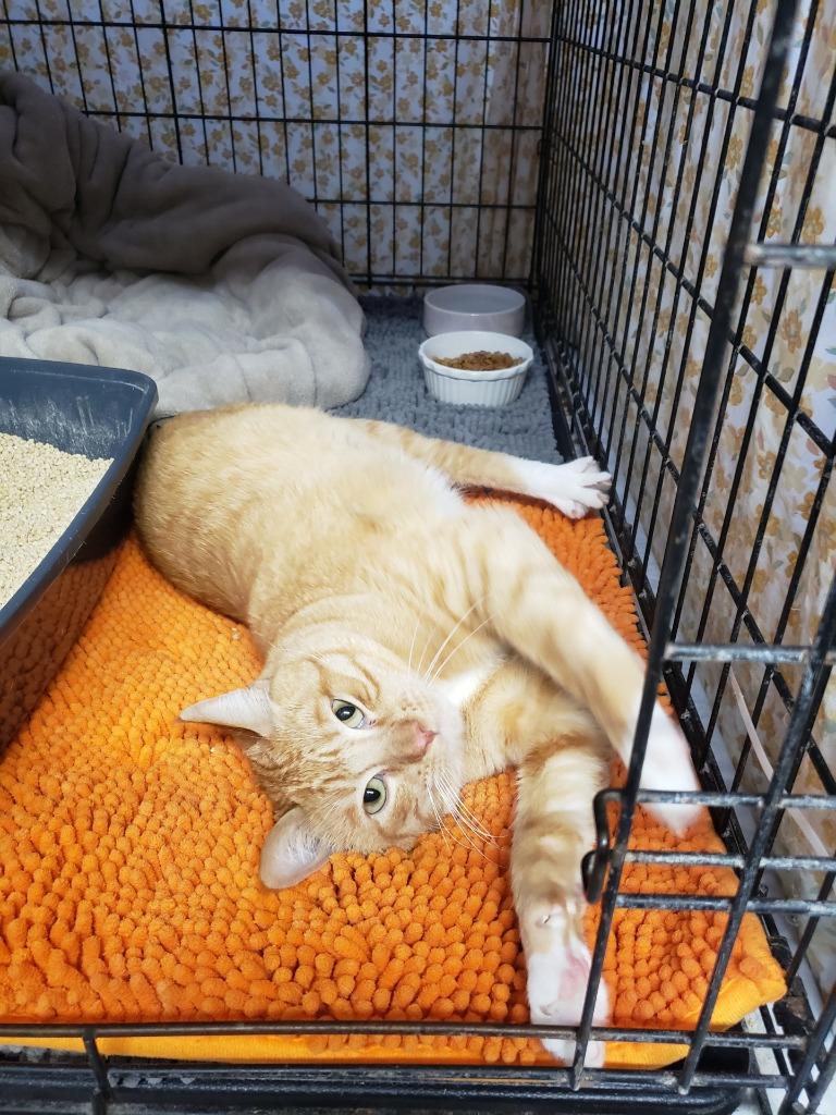 Banana, Adoptable, Young Male Domestic Short Hair.