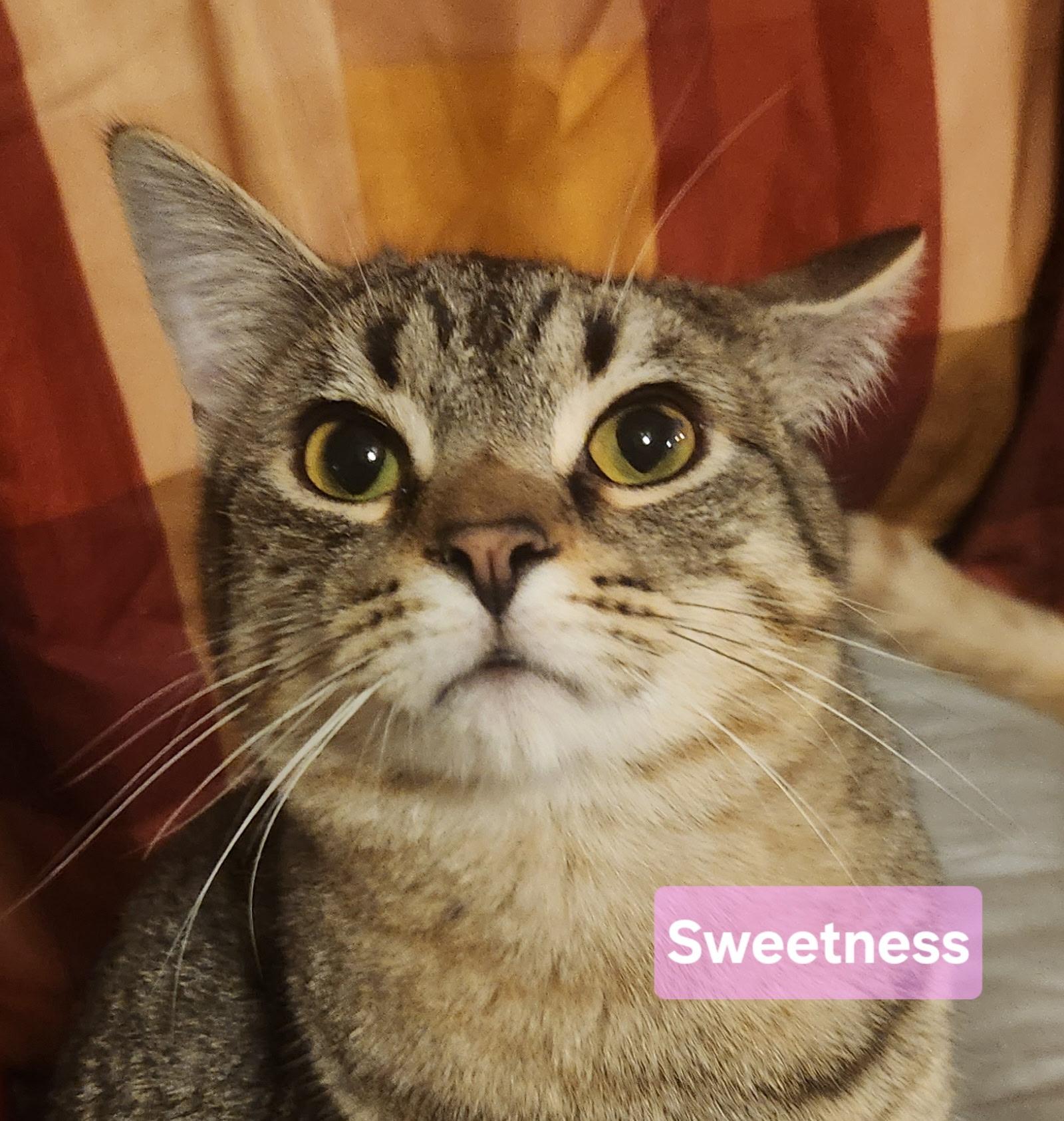 Sweetness