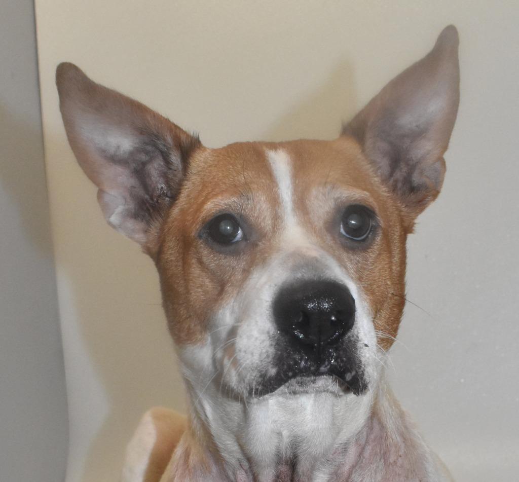 Birdy, a Adoptable Terrier in Springfield, OH image 4/6