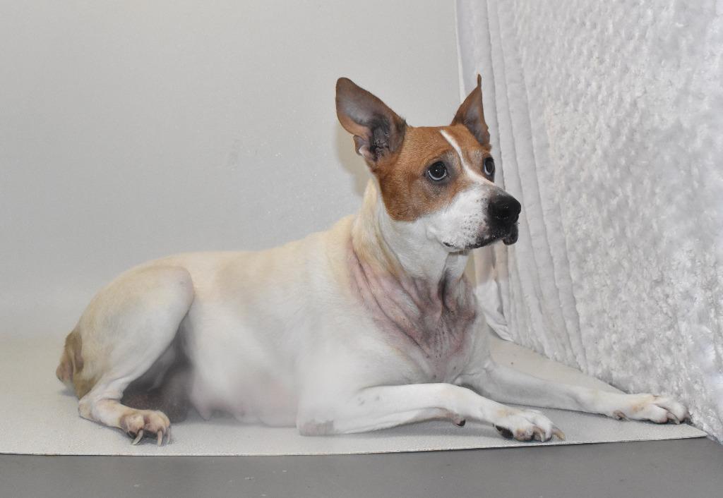 Birdy, a Adoptable Terrier in Springfield, OH image 5/6
