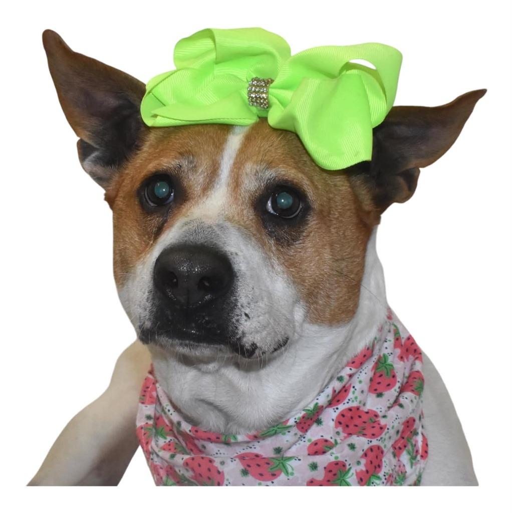 Birdy, a Adoptable Terrier in Springfield, OH image 6/6
