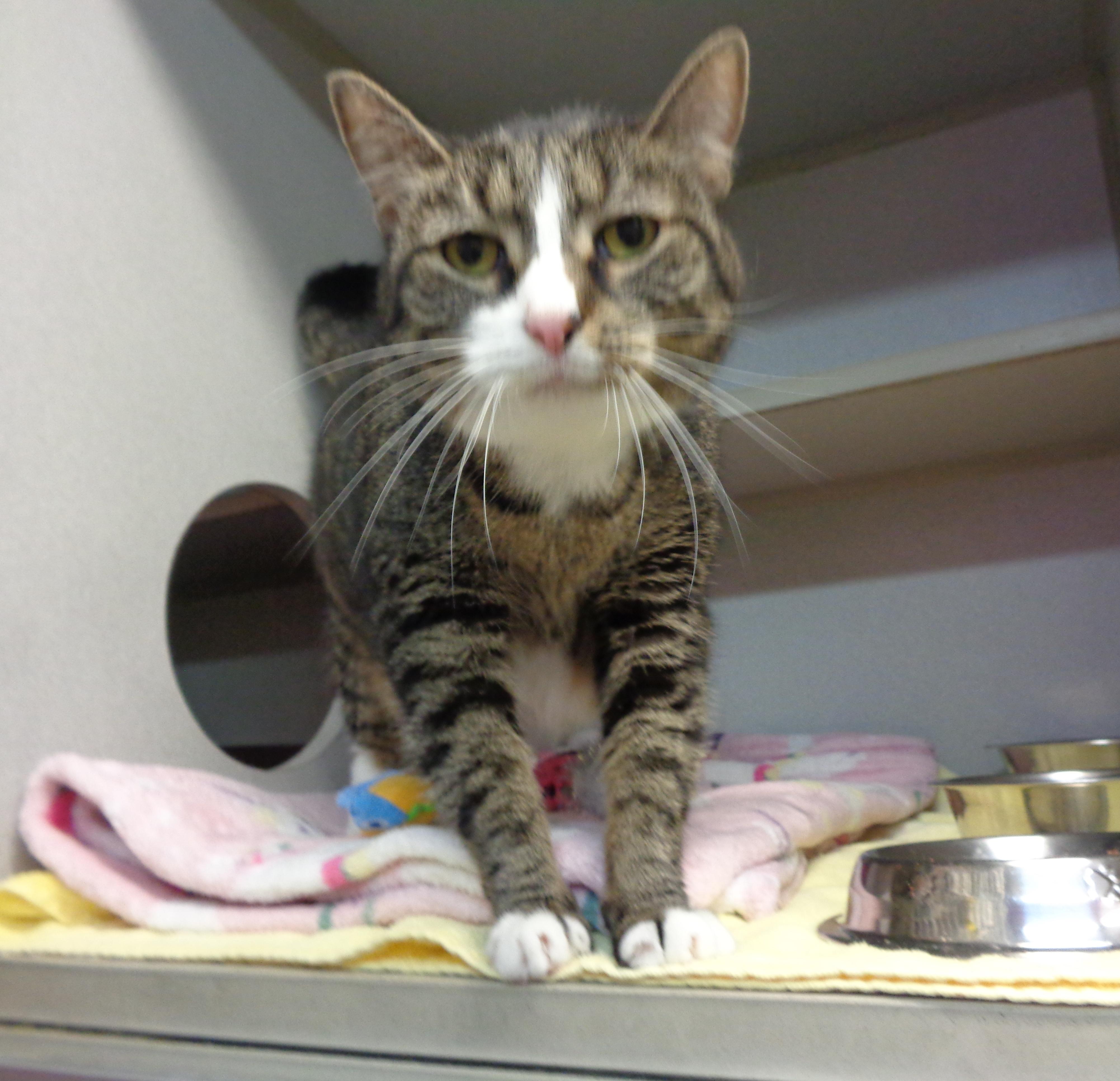 Enlarge ALLISON, a Adoptable Tiger in Delhi, NY image 5/6