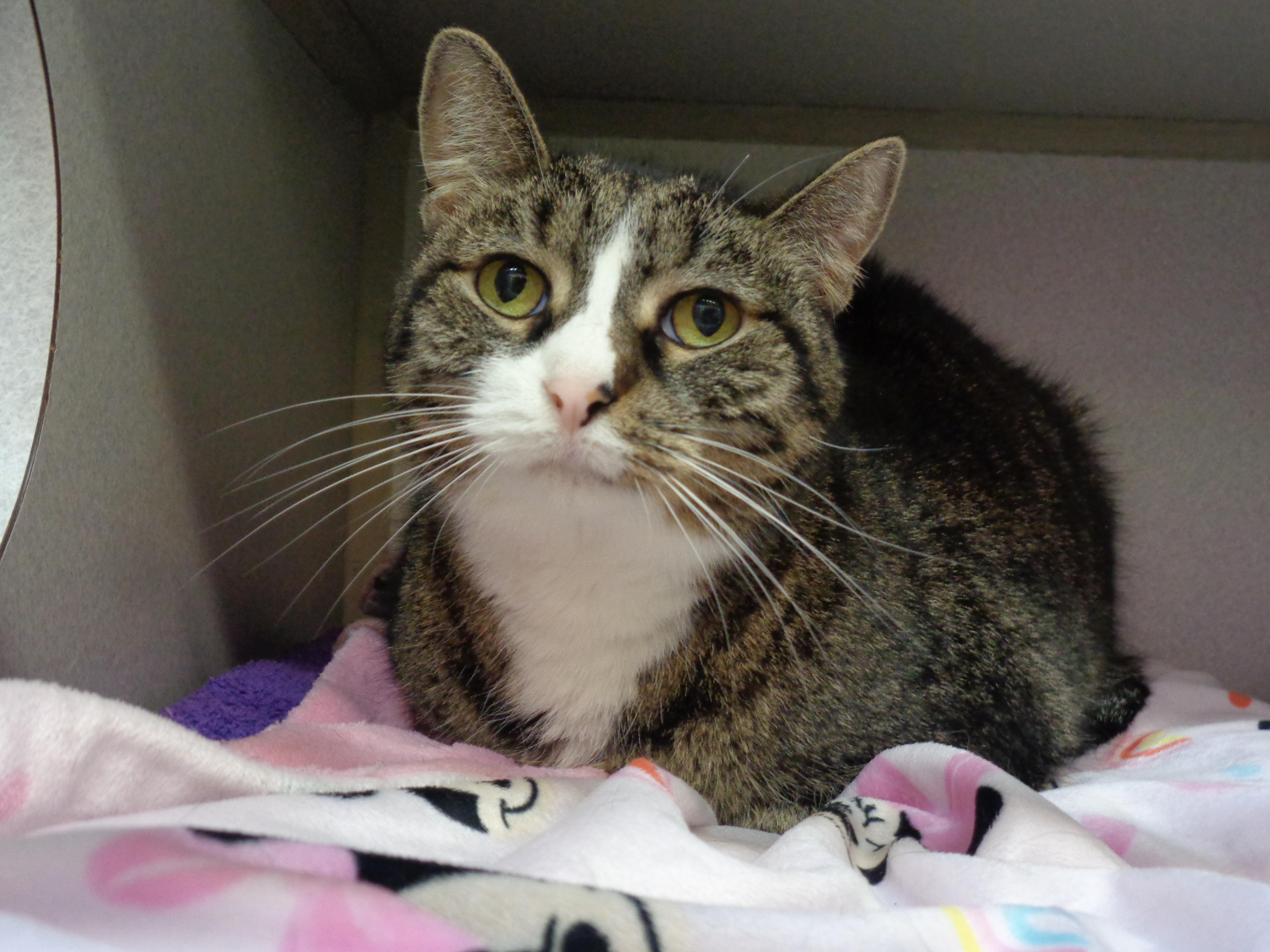 Enlarge ALLISON, a Adoptable Tiger in Delhi, NY image 2/6