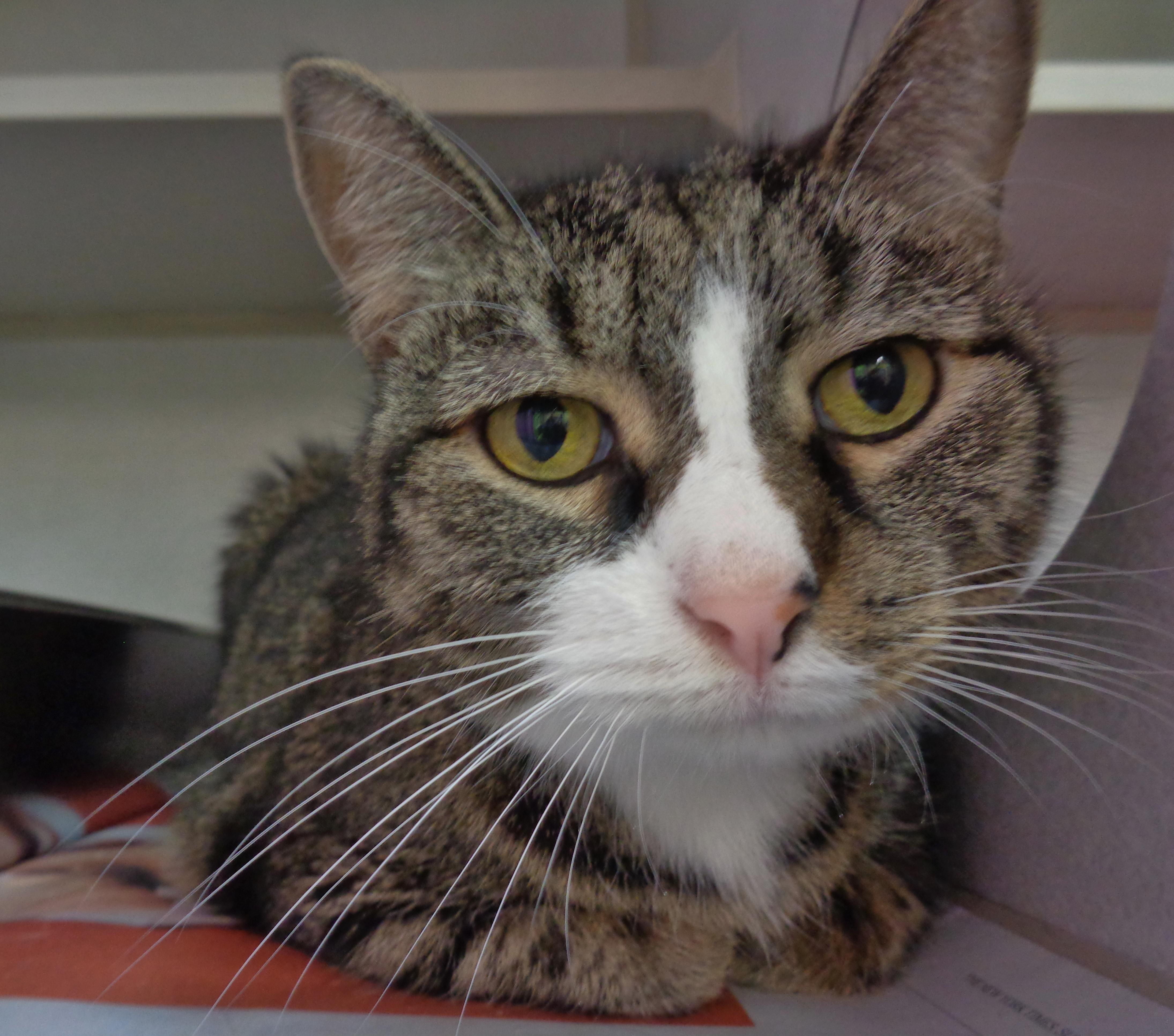 ALLISON, Adoptable, Young Female Tiger.