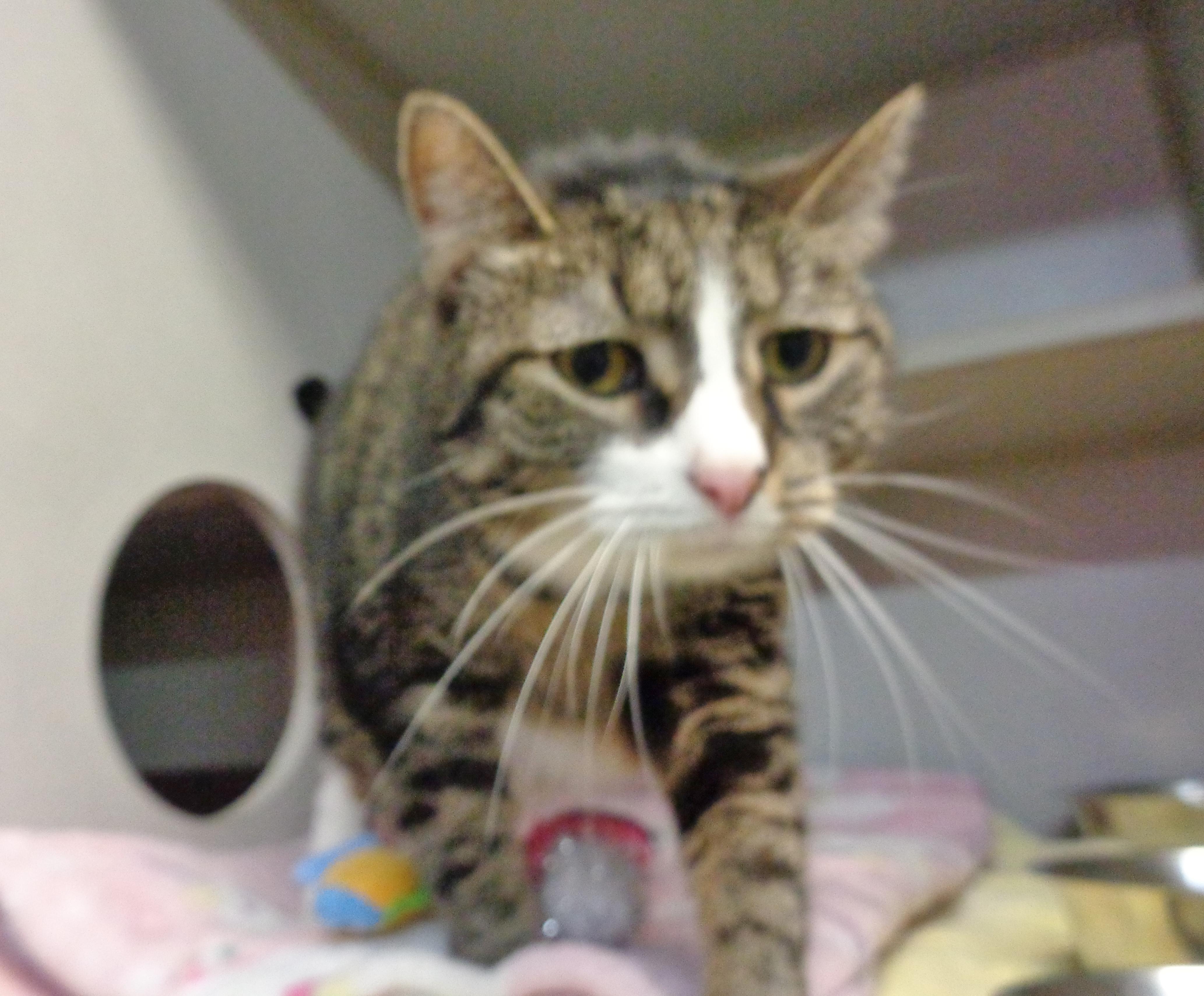 Enlarge ALLISON, a Adoptable Tiger in Delhi, NY image 4/6