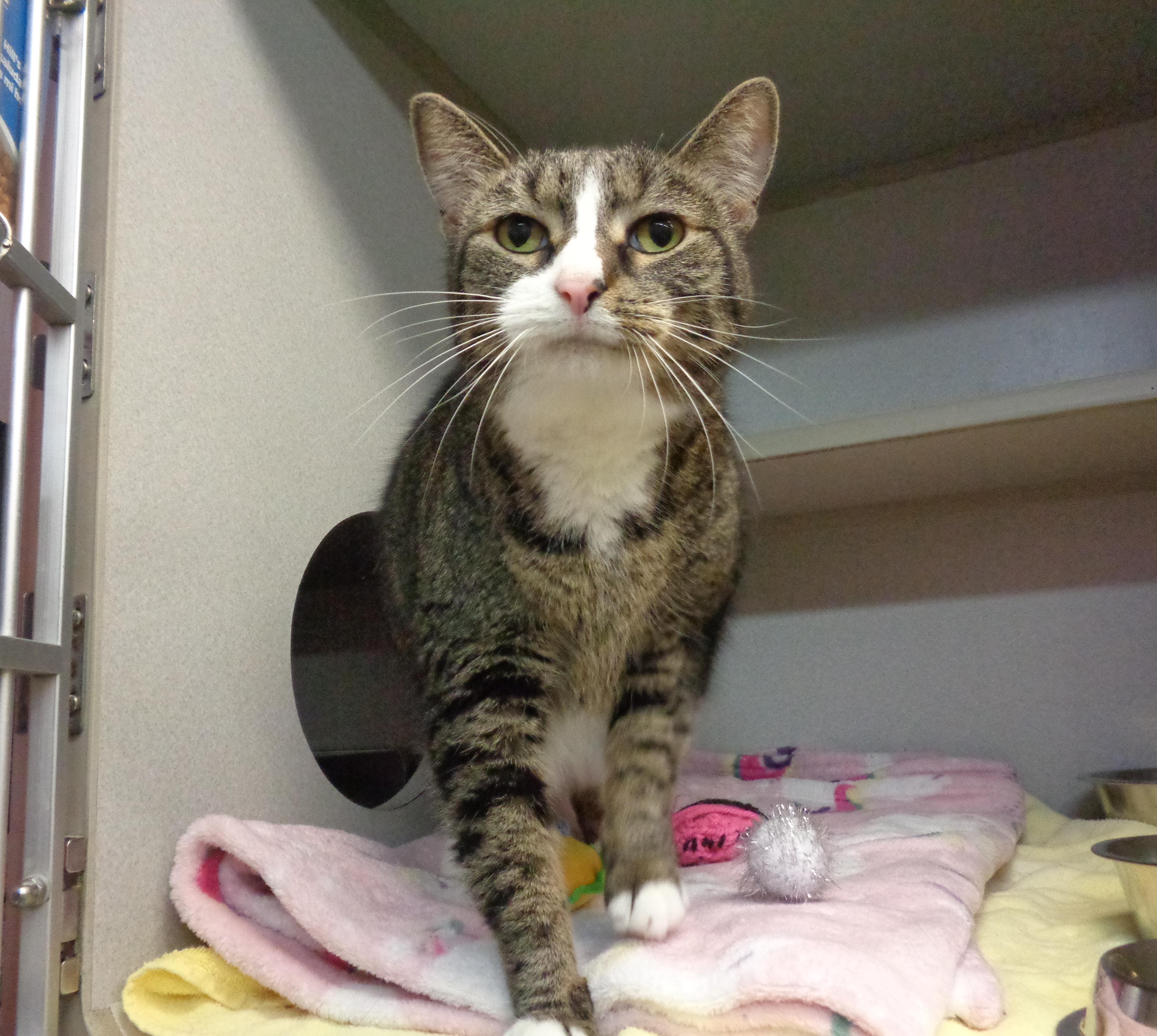 Enlarge ALLISON, a Adoptable Tiger in Delhi, NY image 3/6