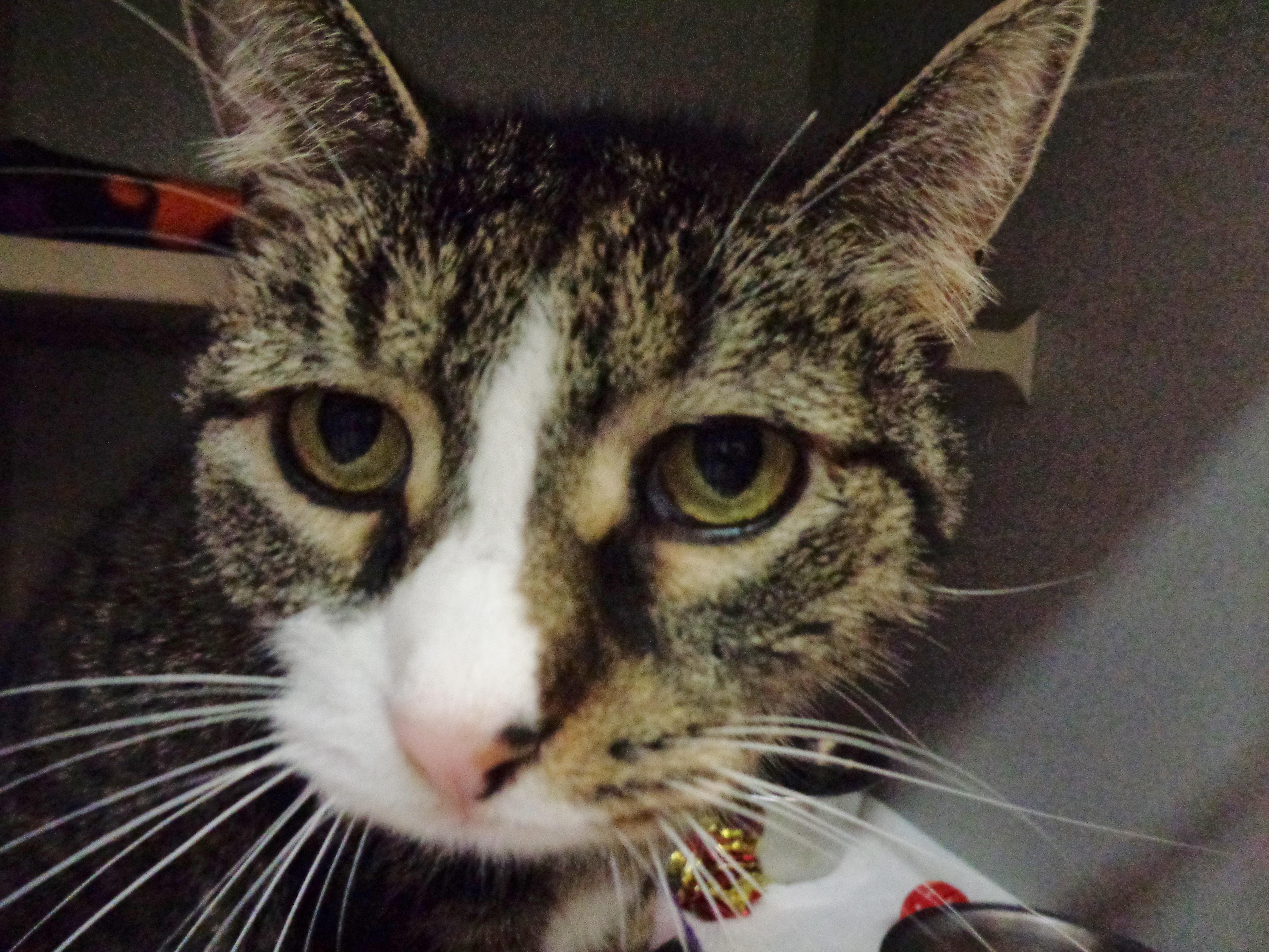 Enlarge ALLISON, a Adoptable Tiger in Delhi, NY image 6/6