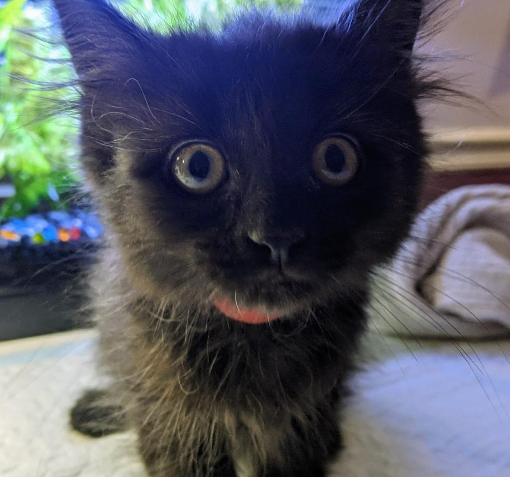 Aurora, Adopted, Adult Female Maine Coon & Domestic Long Hair.